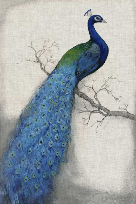 Peacock Blue I Poster Print - Tim OToole