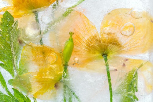 Meconopsis Poster Print - Mandy Disher