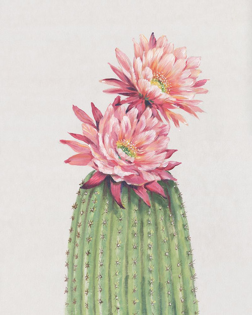 Cactus Blossom II Poster Print - Tim OToole