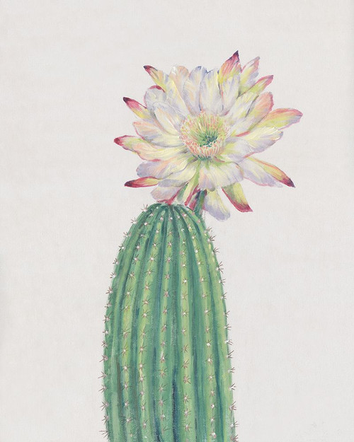 Cactus Blossom I Poster Print - Tim OToole