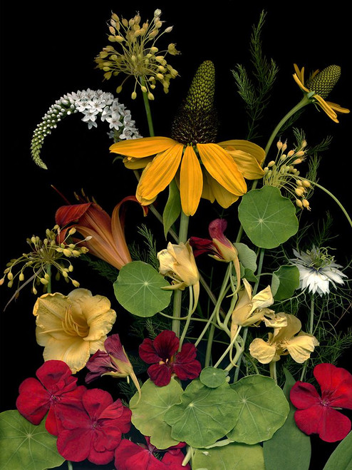 Flower Drama VII Poster Print - Judy Stalus