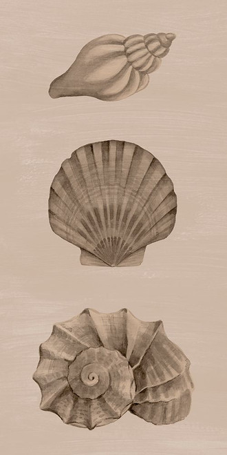 Shells on Sepia II Poster Print - Grace Popp