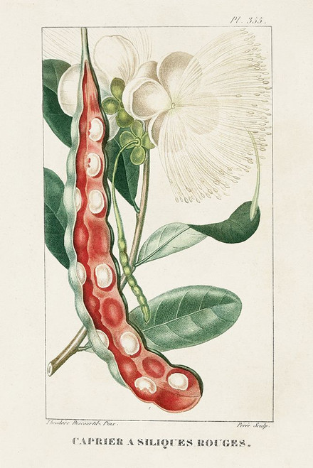 Turpin Tropical Botanicals VIII Poster Print - Turpin