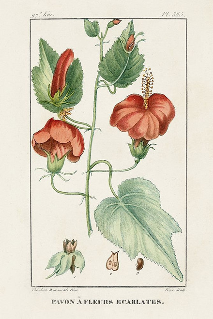 Turpin Tropical Botanicals IV Poster Print - Turpin