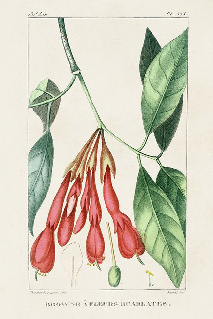 Turpin Tropical Botanicals I Poster Print - Turpin