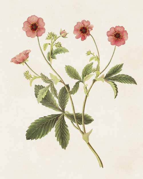 Flowers of the Seasons VIII Poster Print - Unknown