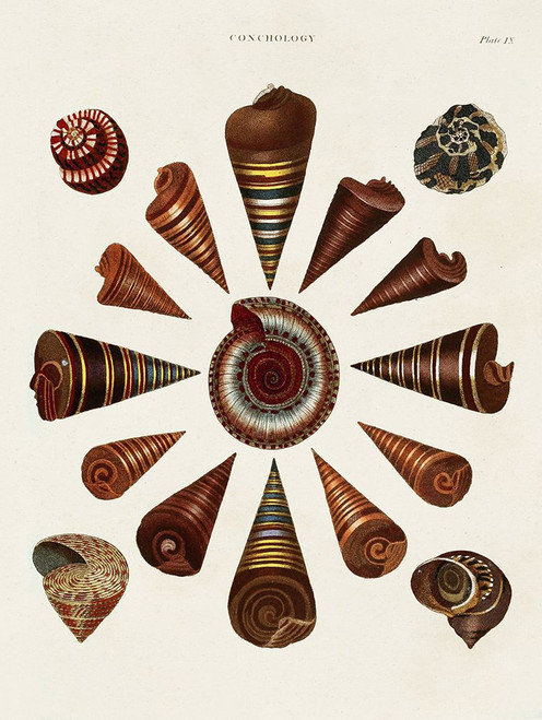 Spiral Shell Formation IV Poster Print - Albertus Seba
