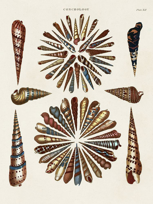 Spiral Shell Formation III Poster Print - Albertus Seba