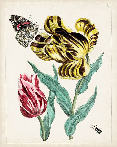 Dutch Florals VII Poster Print - Unknown