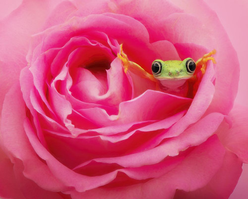 Hanging On VIII Poster Print - PHBurchett