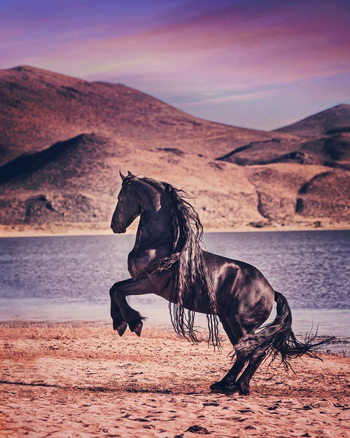 Sunlit Horses II Poster Print - PHBurchett