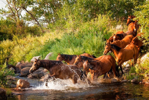 Sunlit Horses IV Poster Print - PHBurchett