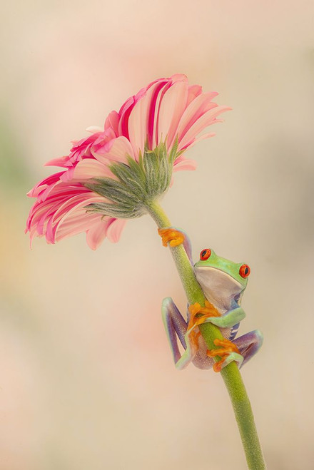 Hanging On I Poster Print - PHBurchett