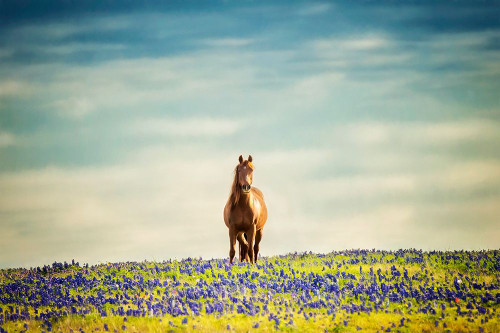 Sunlit Midwest II Poster Print - PHBurchett