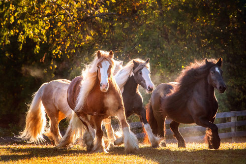 Sunlit Horses III Poster Print - PHBurchett