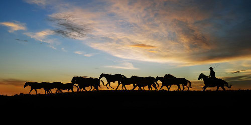 Sunlit Horses V Poster Print - PHBurchett