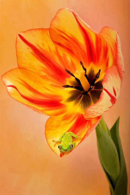 Hanging On VI Poster Print - PHBurchett