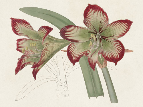 Amaryllis Varietals IV Poster Print - Ridgeway