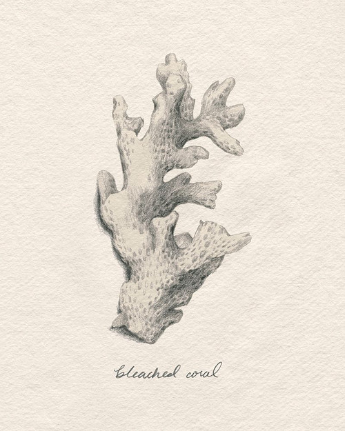 Shore Treasure Study II Poster Print - Grace Popp