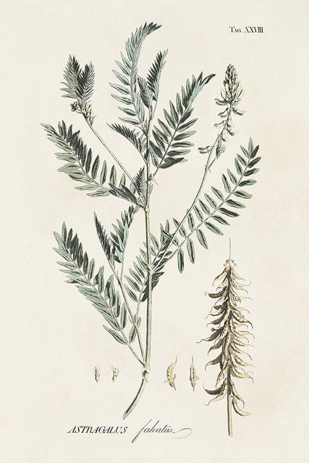 Astragalorum II Poster Print - Martini