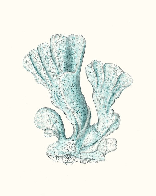 Antique Coastal Coral XI Poster Print - Johann Esper