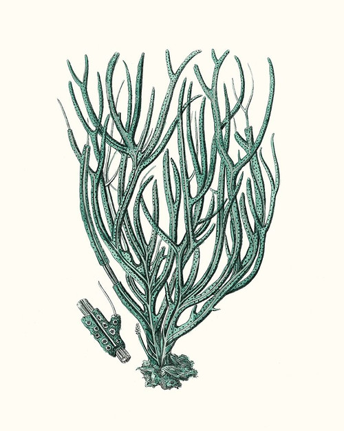 Antique Coastal Coral VIII Poster Print - Johann Esper