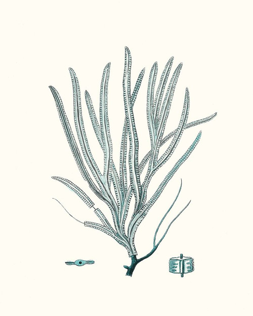 Antique Coastal Coral VII Poster Print - Johann Esper