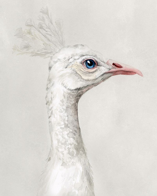 Alpine Peacock I Poster Print - Grace Popp