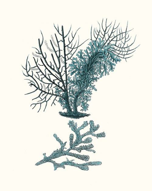 Antique Coastal Coral VI Poster Print - Johann Esper