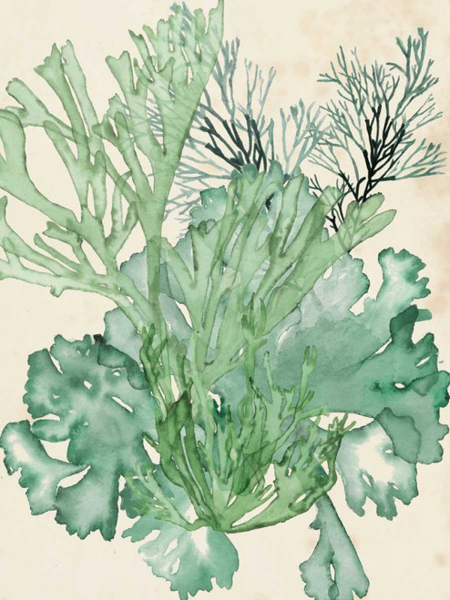 Seaweed Composition II Poster Print - Naomi McCavitt