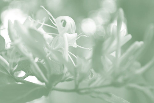 Honeysuckle Summer I Poster Print - Sharon Chandler