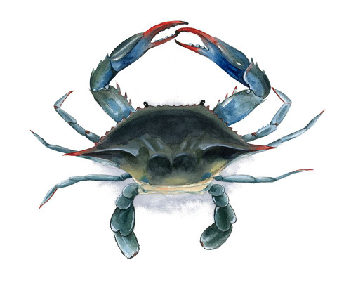 Back Bay Catch I Poster Print - Grace Popp