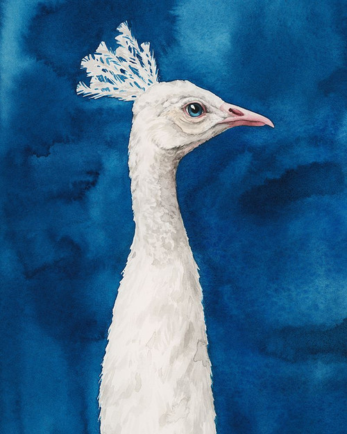 Snowy Peacock I Poster Print - Grace Popp