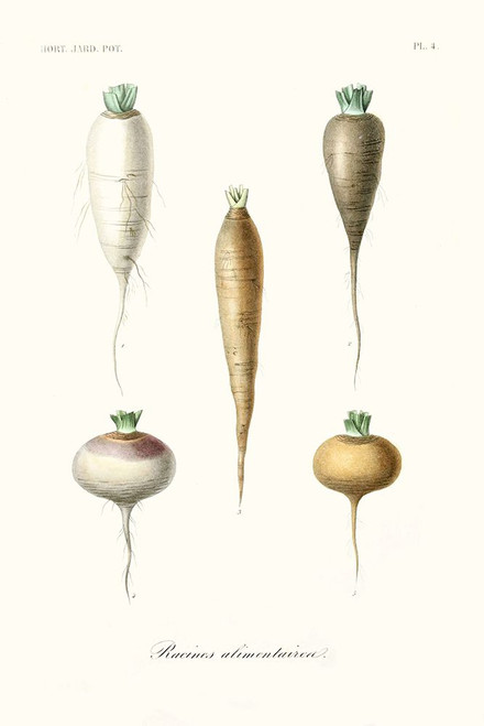 Fruit And Vegetable Varieties IX Poster Print - Unknown