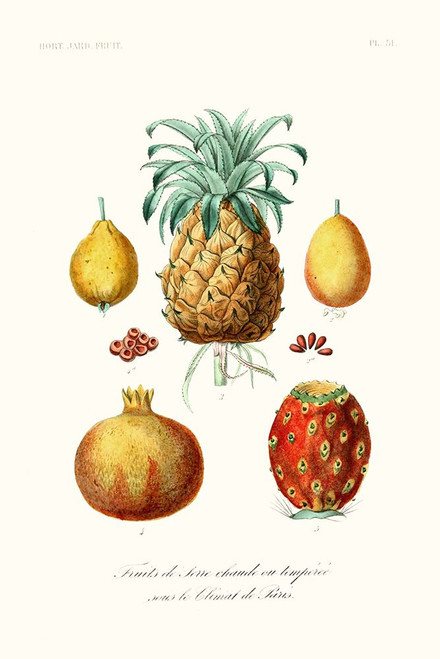 Fruit And Vegetable Varieties V Poster Print - Unknown
