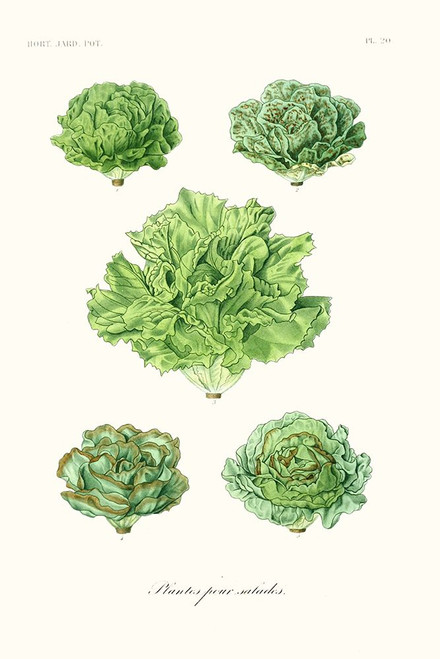 Fruit And Vegetable Varieties VII Poster Print - Unknown