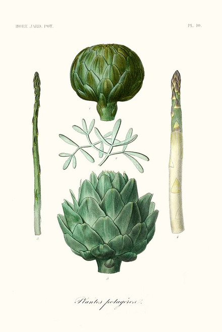 Fruit And Vegetable Varieties II Poster Print - Unknown