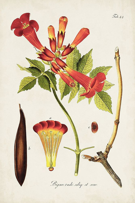 Tropical Trumpet Flowers I Poster Print - Unknown
