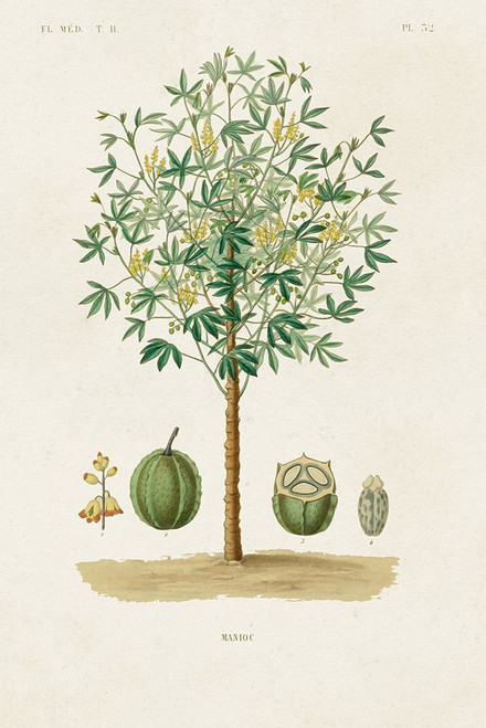 Antique Tree with Fruit VIII Poster Print - Unknown