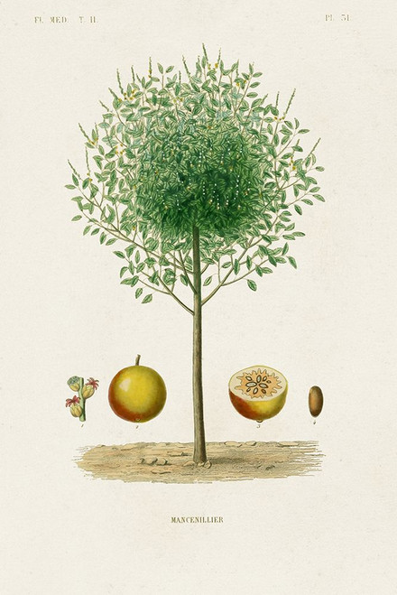 Antique Tree with Fruit VII Poster Print - Unknown