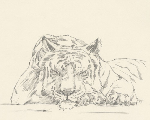 Cat Nap II Poster Print - Ethan Harper