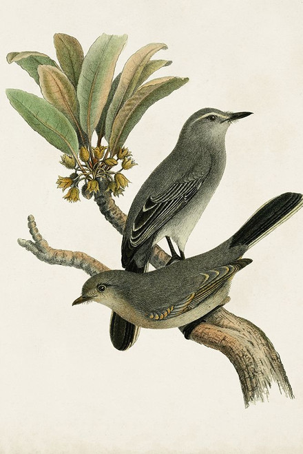 Antique Bird Trio I Poster Print - Unknown