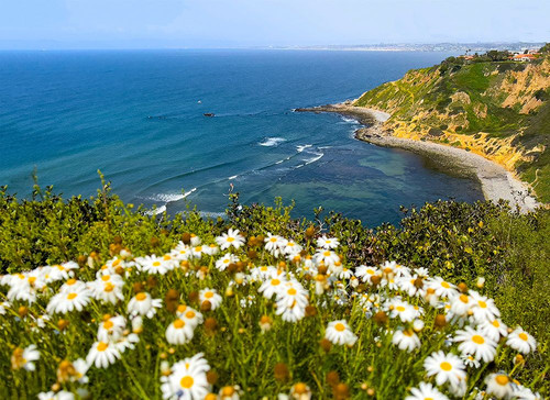 Coastal Daisies Poster Print - Kathy Mansfield