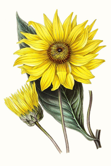 Paxton Florals II Poster Print - Paxton