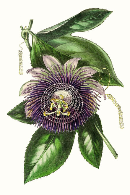 Paxton Florals VII Poster Print - Paxton