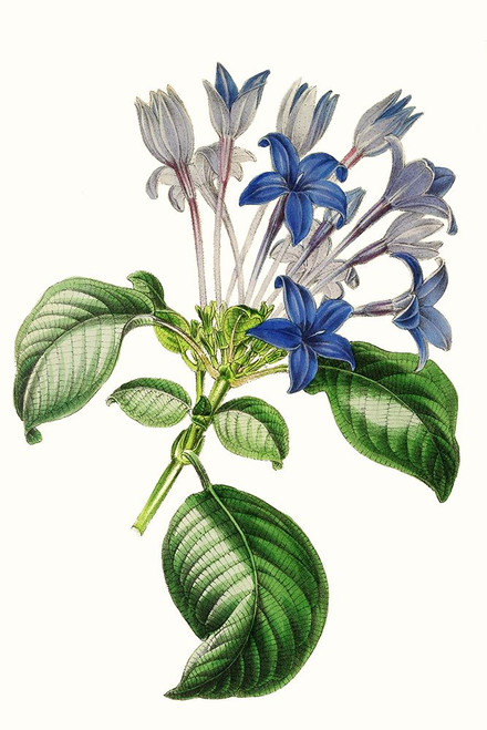 Paxton Florals IV Poster Print - Paxton