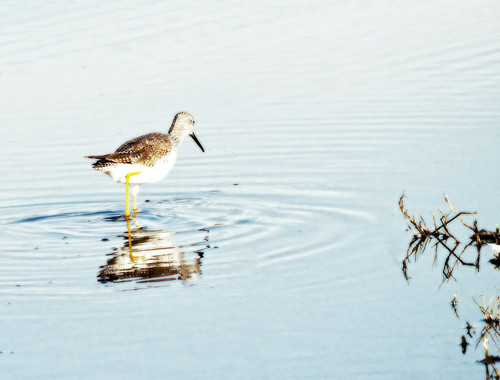 Sandpiper Reflection Poster Print - Gail Peck