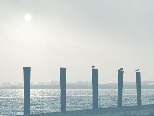 Pelicans Poster Print - Gail Peck