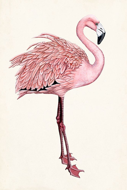 Striking Flamingo I Poster Print - Naomi McCavitt