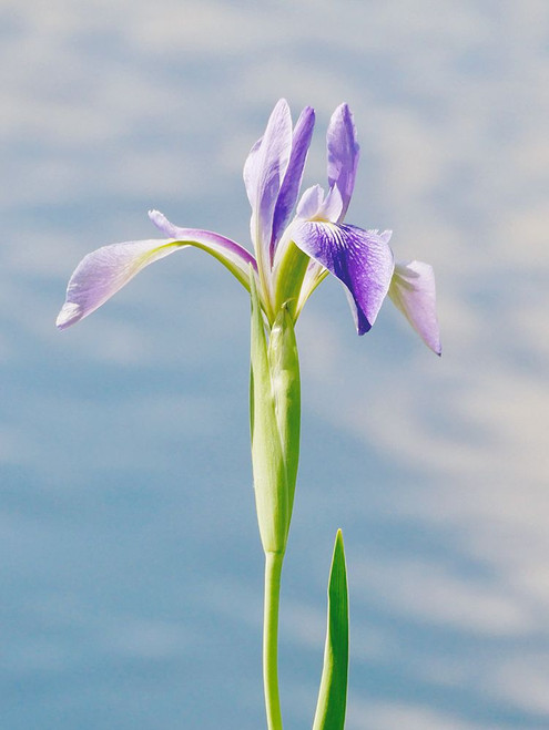 Purple Bloom Poster Print - Gail Peck